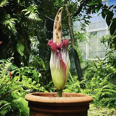 It&rsquo;s been 18 years since a Titan Arum bloomed at Fairchild, and this specific plant &mdash; affectionately dubbed Mr. Stinky Junior &mdash; is expected to bloom at the garden&rsquo;s Whitman Tropical Fruit Pavilion...perhaps as early as today!