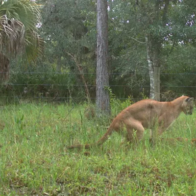Biologists have captured what might be the first-ever images of Florida panthers mating.