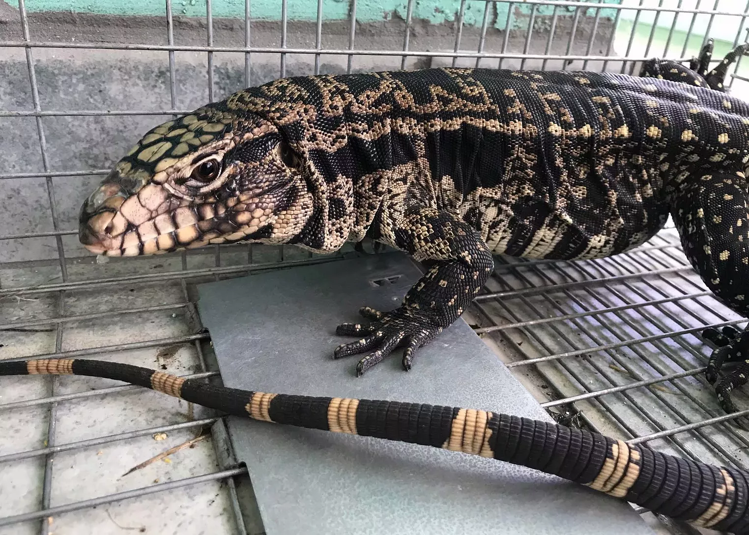 fwc_image_tegu_2_blog.jpg