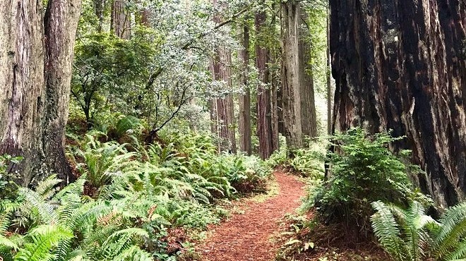 Redwood Hike: Headwaters Forest Reserve