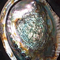 Abalone shell. Photo by flickr user SingingFish.