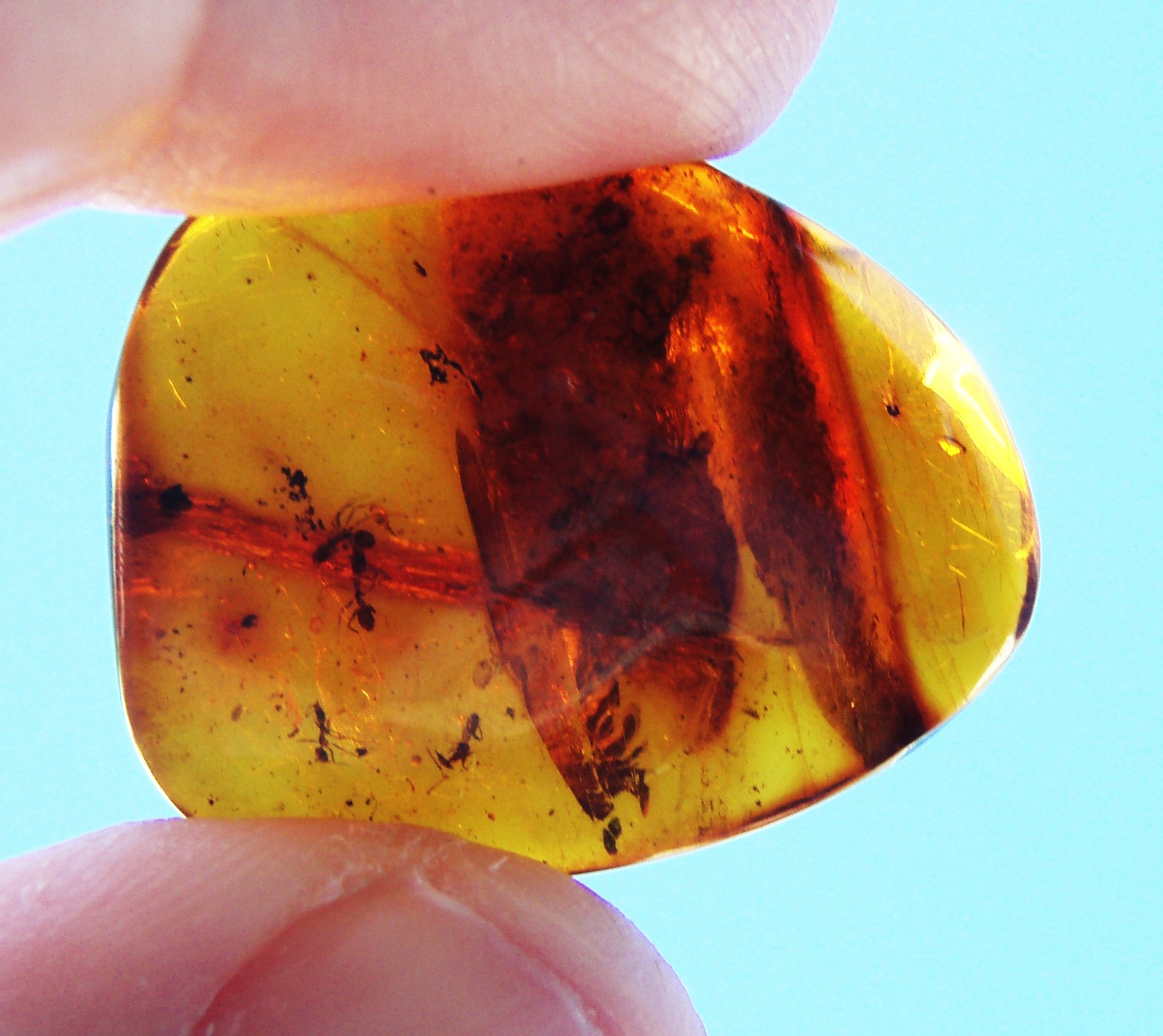 Ants in 80-million-year-old Baltic amber. - PHOTO BY MILA ZINKOVA/WIKIMEDIA COMMONS