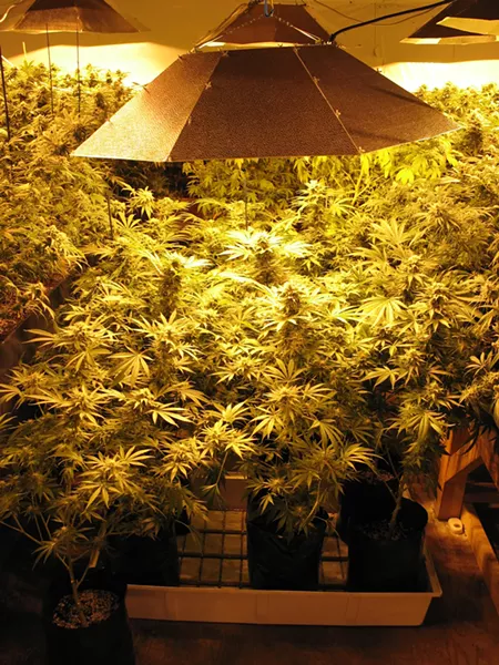 Arcata medical marijuana grow - PHOTO BY BOB DORAN