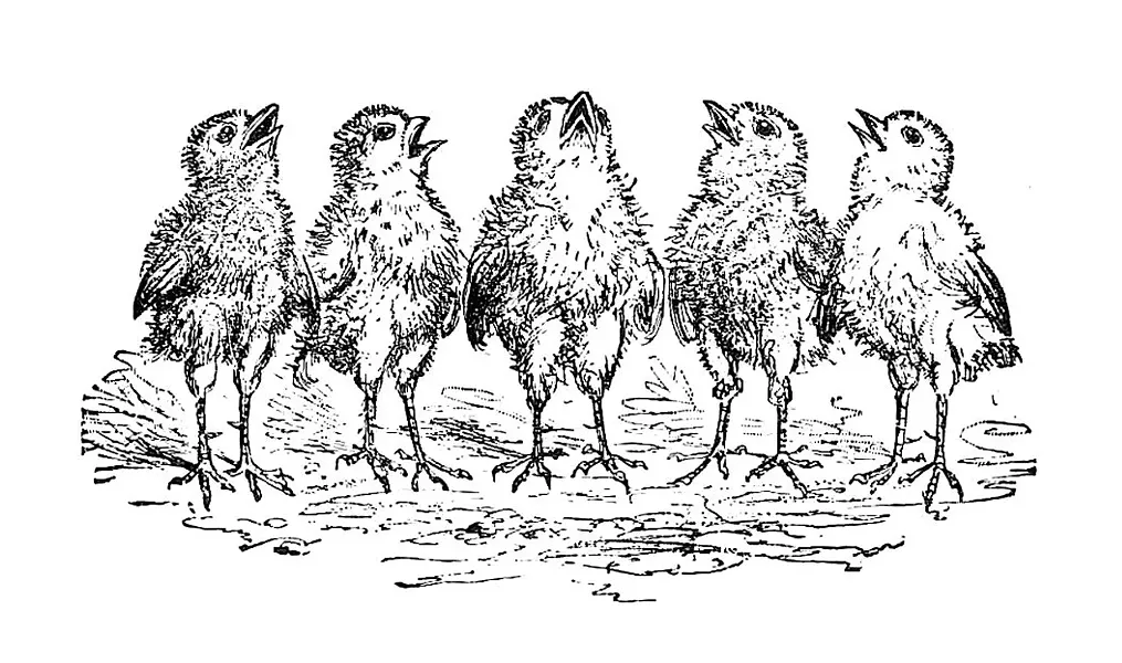 baby chicks