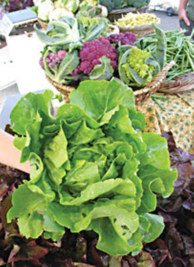 Butter lettuce from G Farms. Photo by Bob Doran.