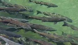 Chinook salmon. Photo by Thomas Dunklin.