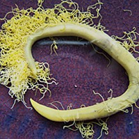 Cirriformis worm. Photo by Don Garlick.