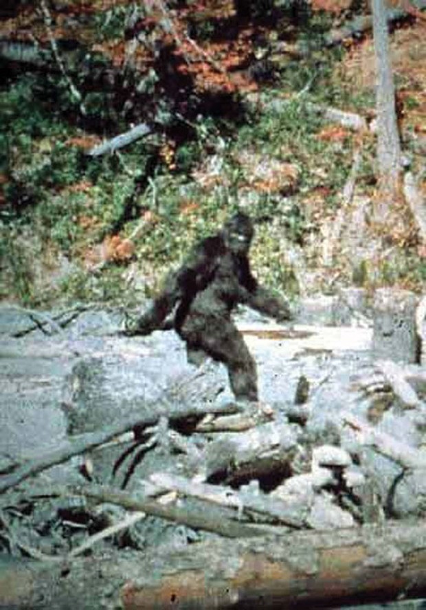 Clap if you believe in Bigfoot. - FROM THE PATTERSON-GIMLIN FILM.