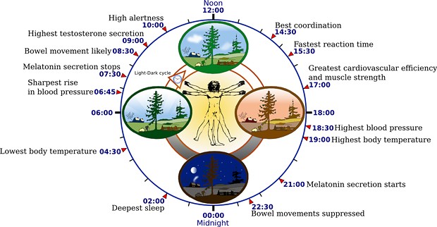 Contemporary human biological clock, as modulated by artificial light, according to data in The Body Clock Guide to Better Health. - YASSINE MRABET