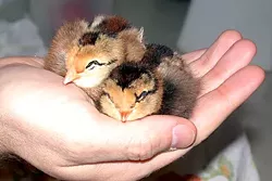 Dolley and Bess, a few days old. Photo by Amy Stewart.