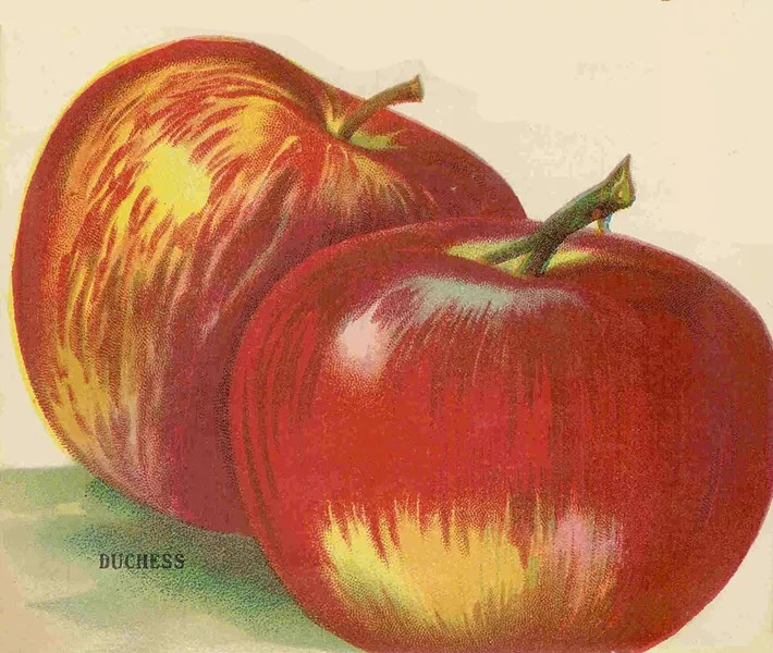 Duchess apples