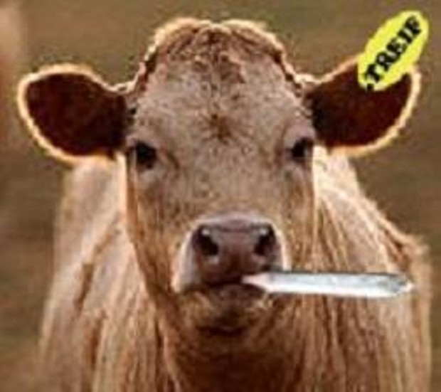cow-smoking-pot-706747.jpg