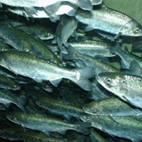 Favorable ocean conditions and heavy rains have brought the Chinook Salmon back, but to a river choking of toxic algae.