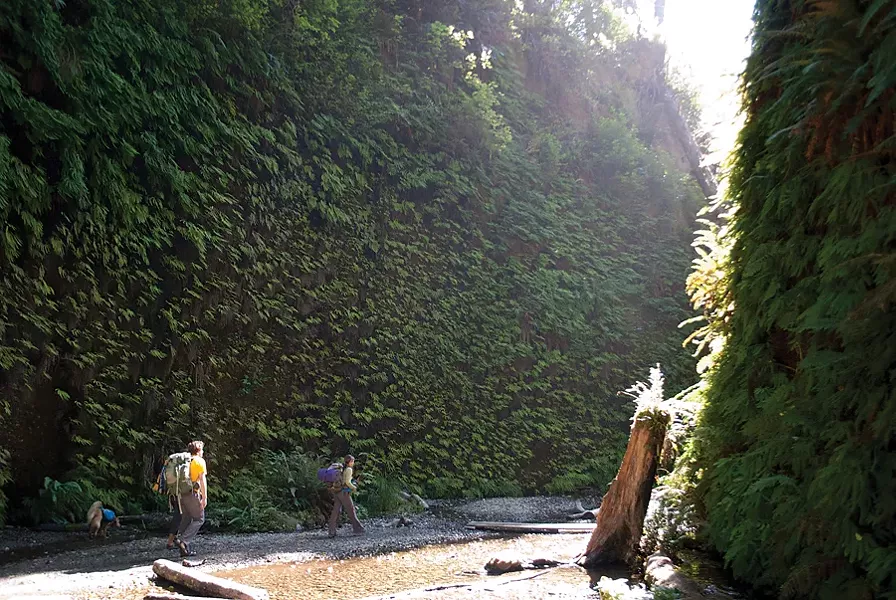 Fern Canyon - PHOTO BY DREW HYLAND