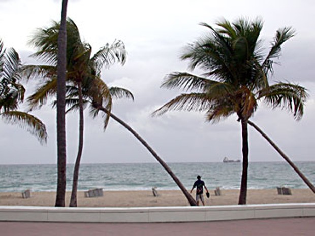 Fort Lauderdale palms. Photo by Amy Stewart.