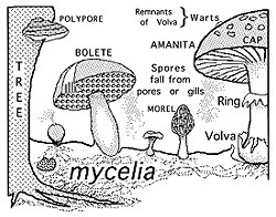 Fungus terminology. Illustration by Don Garlick.