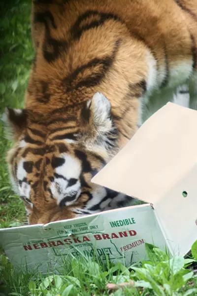 Go Tigers! - WIKIPEDIA