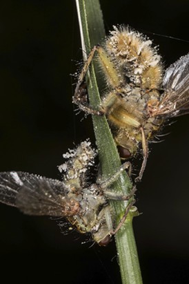 Infected dung flies. - ANTHONY WESTKAMPER