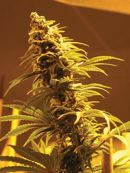 Indoor marijuna plant - PHOTO BY BOB DORAN