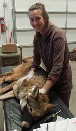U.S. FISH AND WILDLIFE SERVICE - Kristin Brzeski with Red Wolf