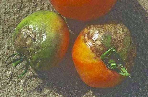 Late blight on tomatoes.  Photo courtesy of Ministry of Agriculture, Food & Rural Affairs, Ontario, Canada.