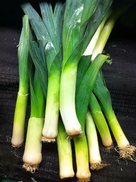 leeks - PHOTO BY BOB DORAN
