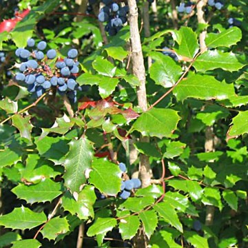 'Maholia (Berberis) aquifolium.' Photo by Wikimedia Commons user Meggar.