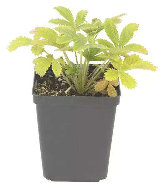 Marijuana plant