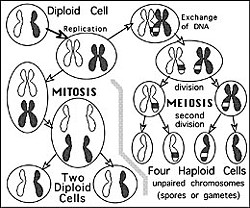 Meiosis and mitosis. Diagram by Don Garlick.