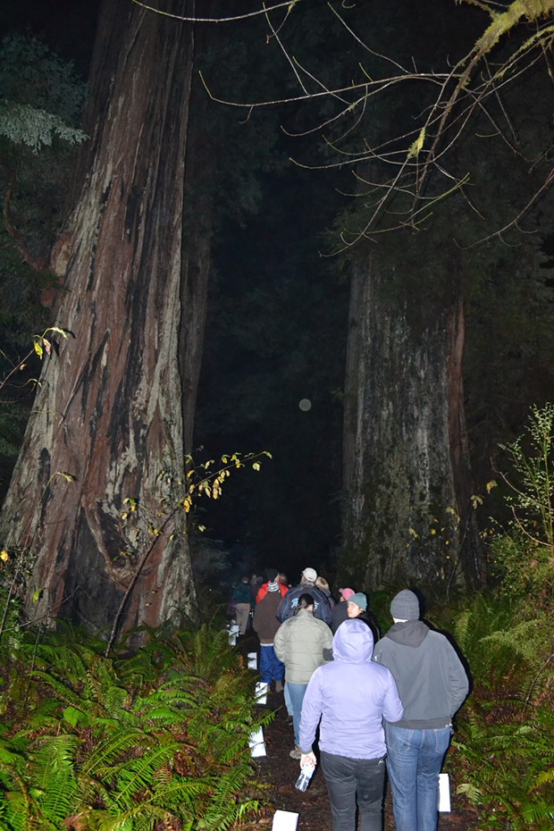 25th Annual Candlelight Walk, Prairie Creek Redwoods State Park - PHOTO BY KEN MALCOMSON