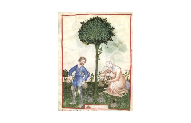 botanical-medieval-horticultural-practices-7.jpg