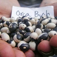 Organize Your Own Seed Swap