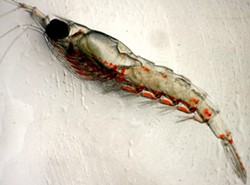 Pacific krill - NOAA FISHERIES
