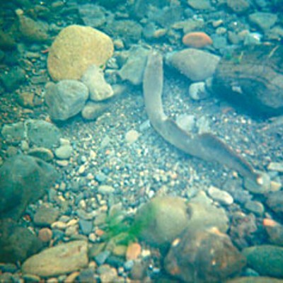 Love Me, I'm a Lamprey | News | North Coast Journal