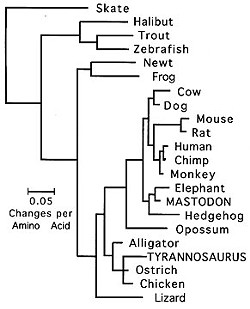 Phylogenetic diagram by Don Garlick.