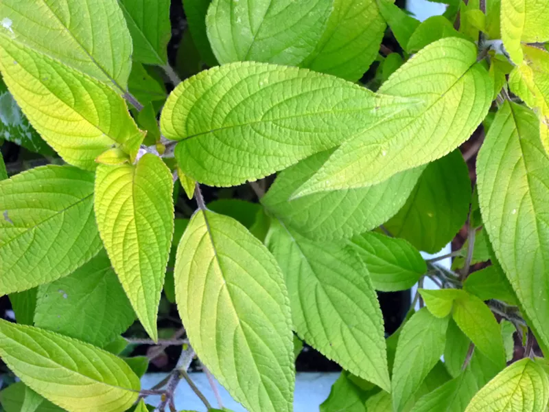 Pineapple sage - PHOTO BY AMY STEWART