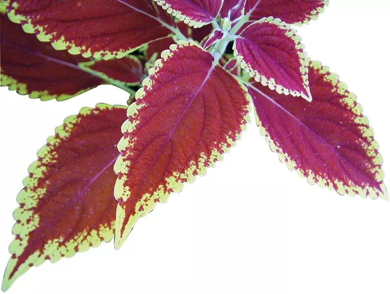 Red-Green Coleus