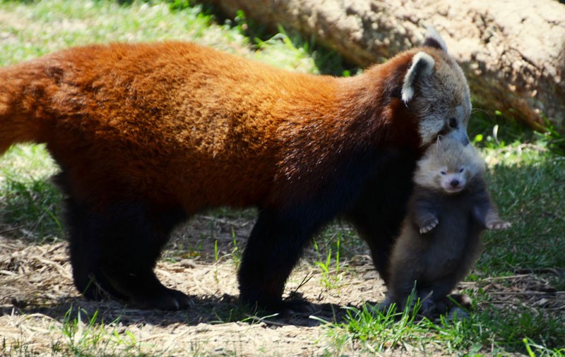 Red panda Stella Luna carries her newborn cub outside the den for the first time at Sequoia Park Zoo. - PATTY ANDRIESE