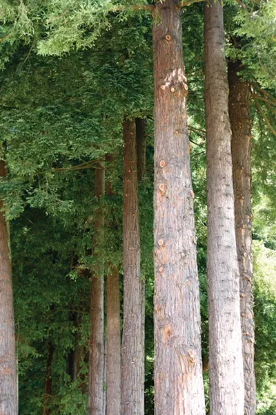 Redwood Park - PHOTO BY BOB DORAN