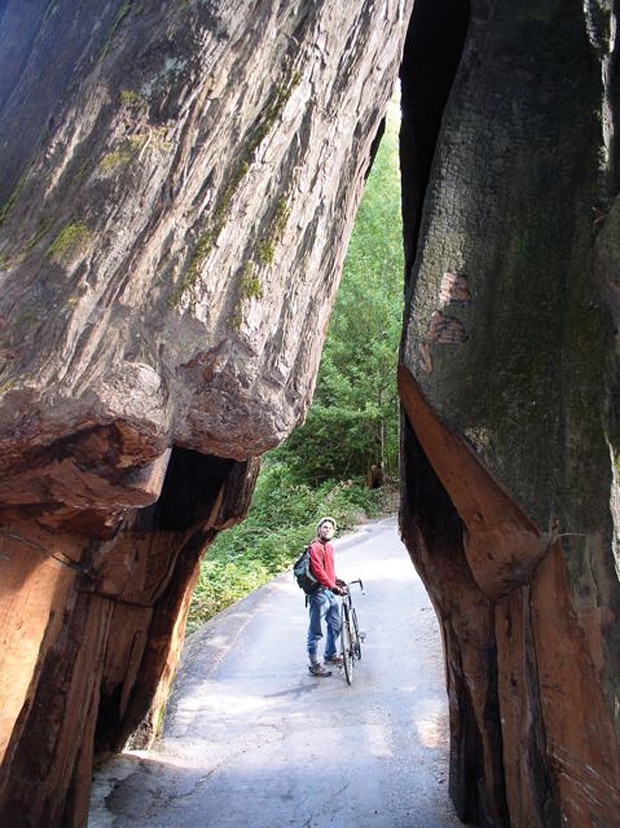 Rees Hughes takes in the trees along the Avenue of the Giants. - PHOTO BY DAVID DAVIS
