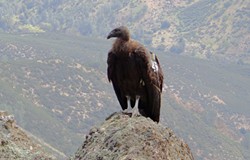 PHOTO BY BARRY EVANS - Released into Pinnacles National Park on Feb. 27, 2013, condor number 626 sports a tiny radio locator on her flank.