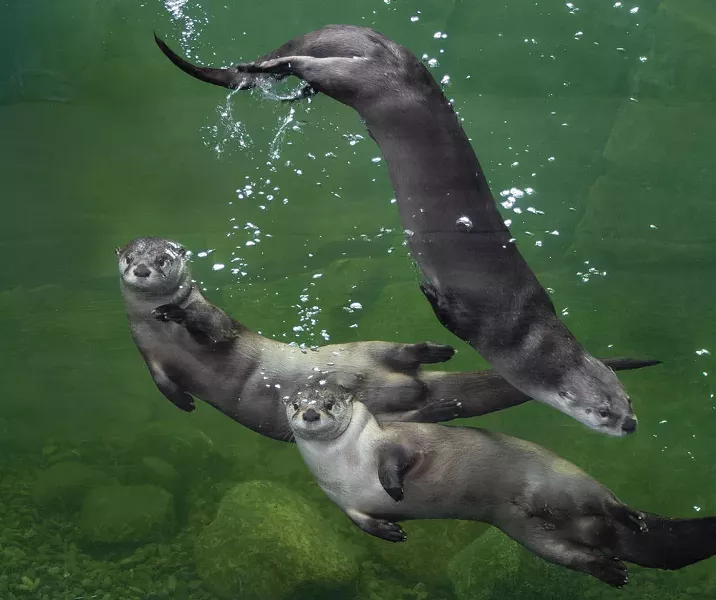 River otters at the Sequoia Zoo Watershed Heroes exhibit / Photo courtesy of Sequoia Zoo