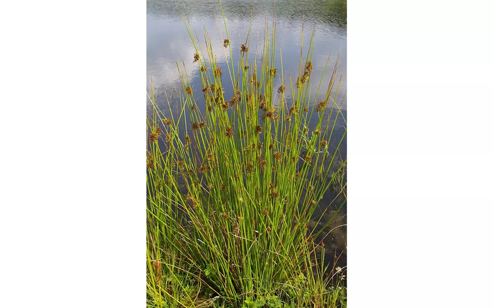 Rushes - JUNCUS EFFUSES