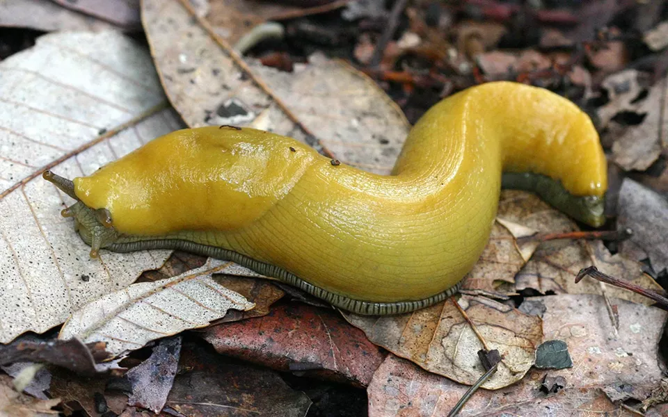 Slug