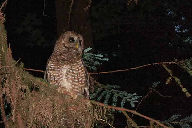 barred owl stuffed animal