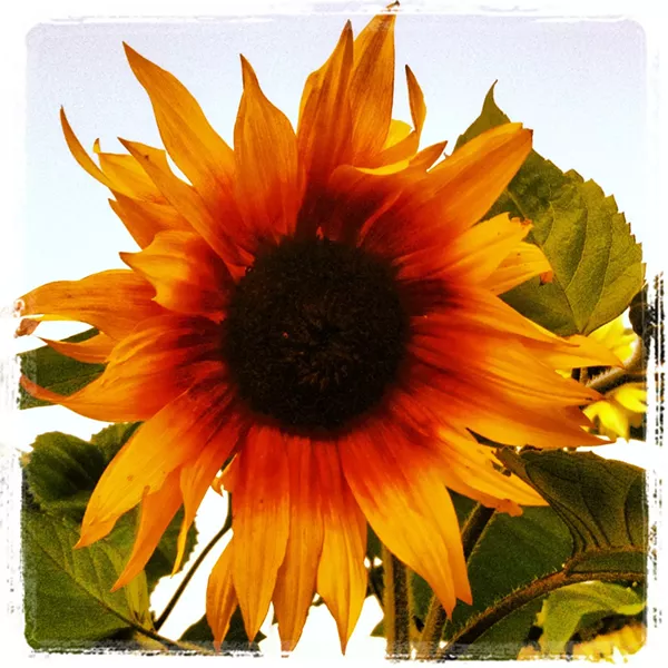 Sunflower - PHOTO BY BOB DORAN