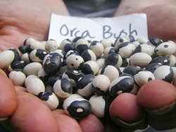 PHOTO BY HEATHER JO FLORES - The author shows off a bushel of orca beans.
