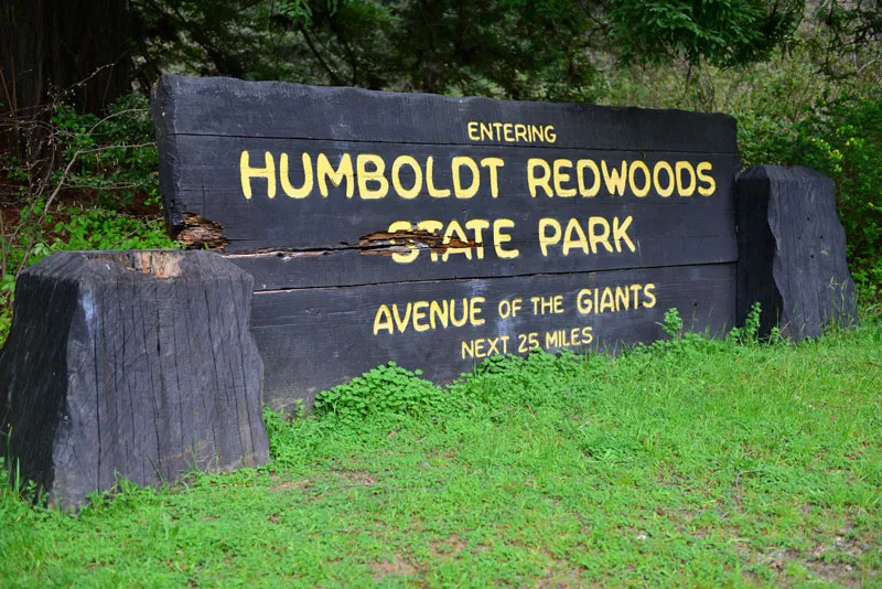 Humboldt Redwoods State Park. - WES SCHRECONGOST