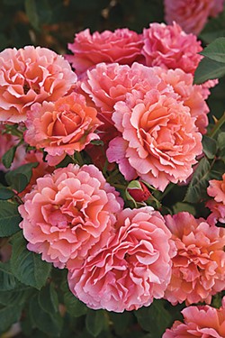 The Easy Does It™ Rose. Photo Courtesy of All-American Rose Selections.