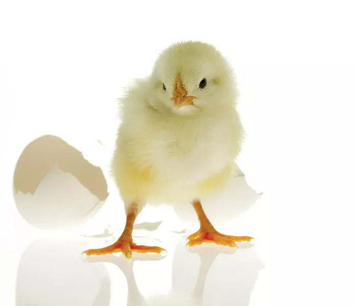 dirt_chicky.jpg